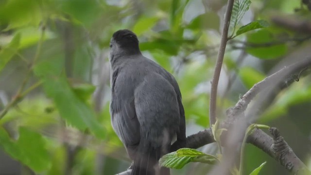 Moqueur chat - ML648488984