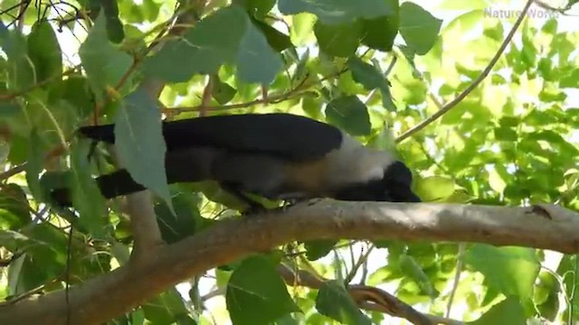 Animals - ML648489158