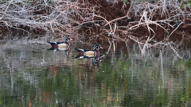 アメリカオシ - ML648489324