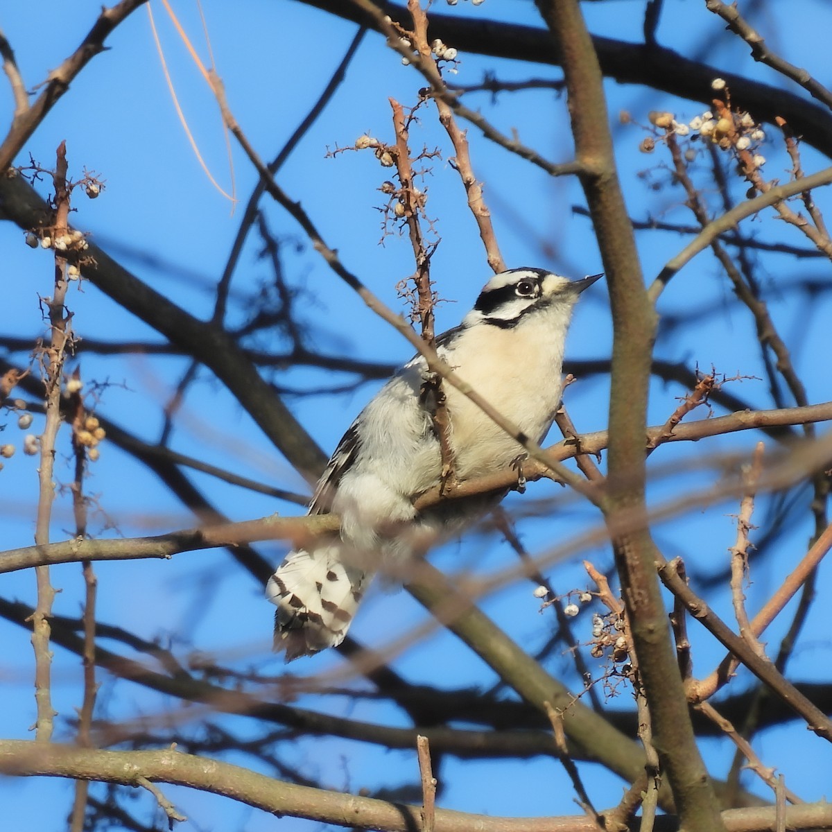 Downy Woodpecker - ML648489385