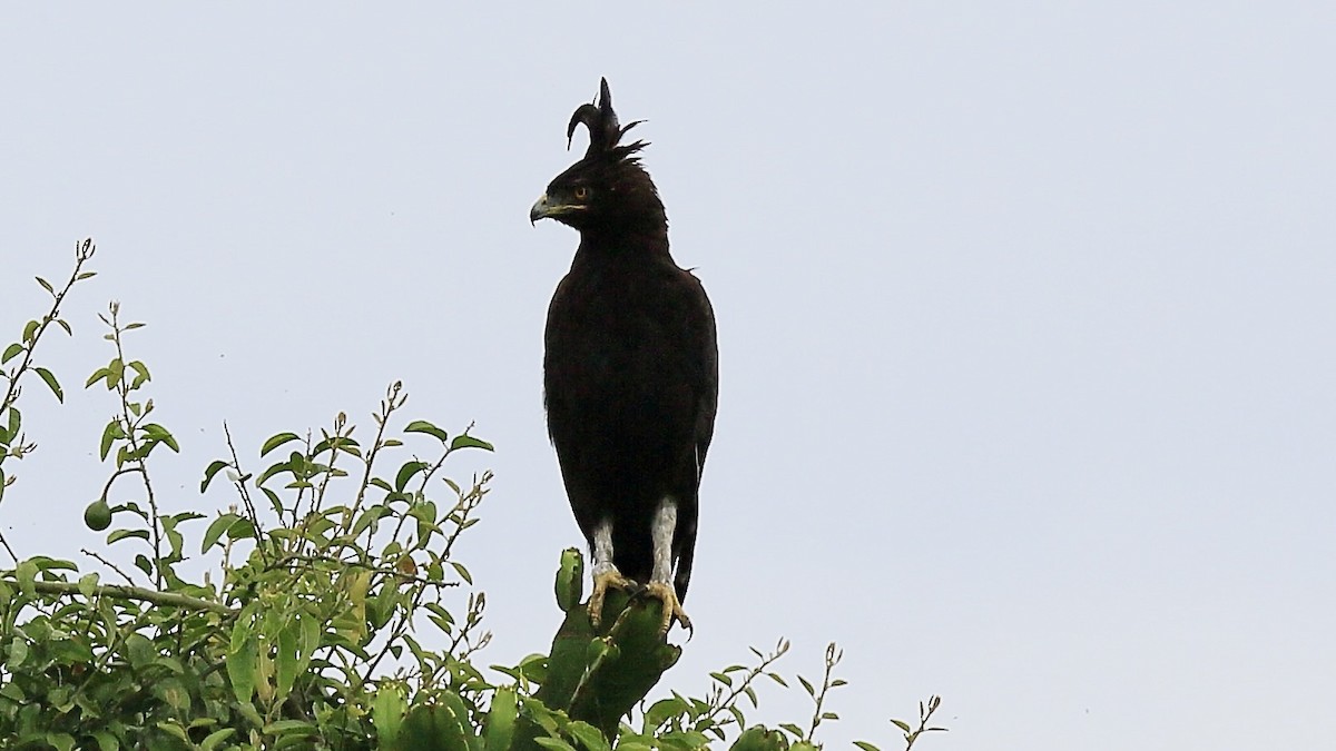 Long-crested Eagle - ML648489662