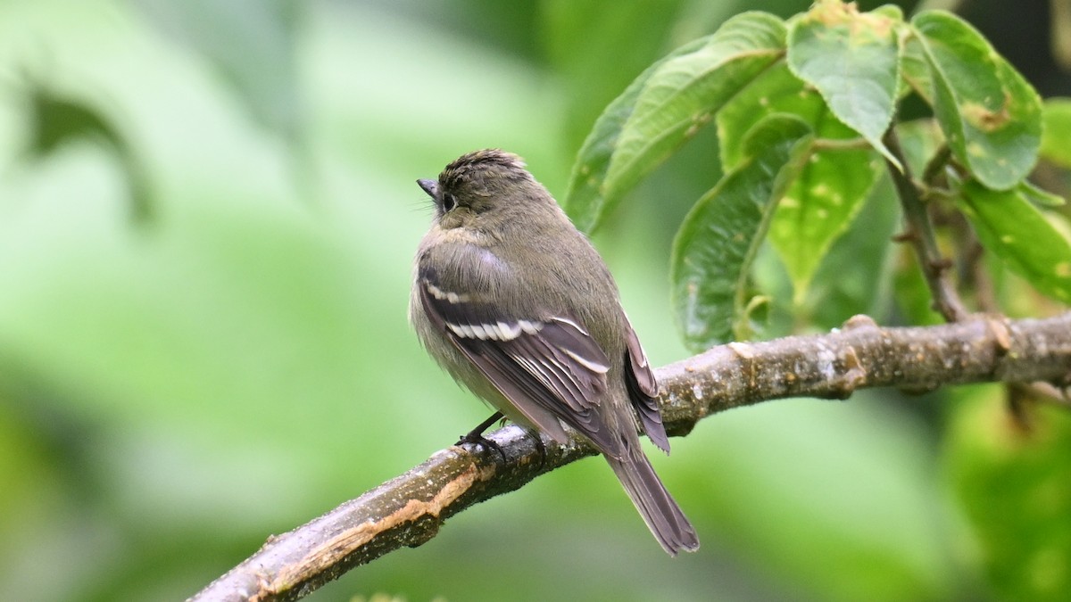 Mosquero Ventriamarillo - ML648489868