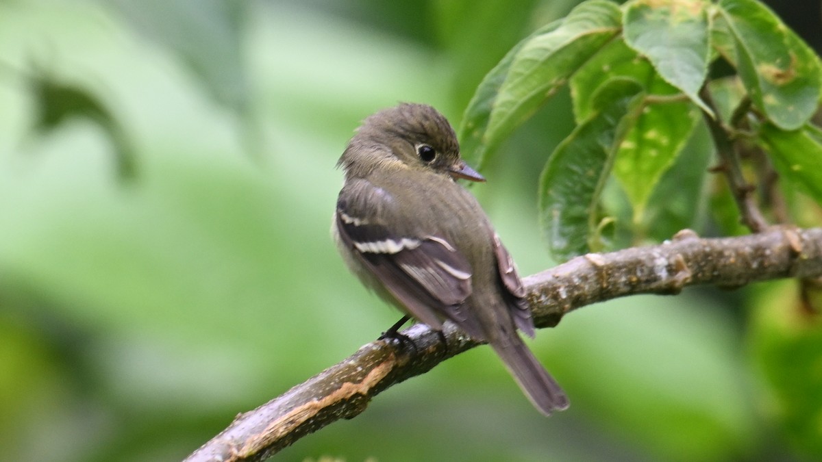 Mosquero Ventriamarillo - ML648489871