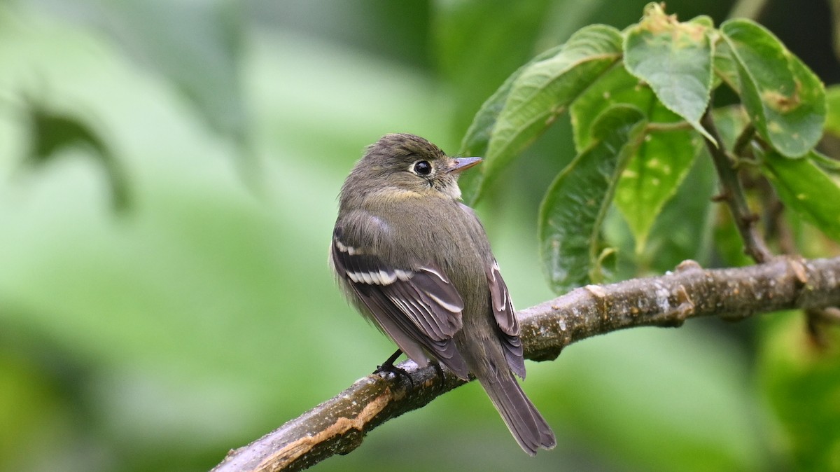 Mosquero Ventriamarillo - ML648489873