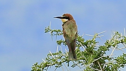 European Bee-eater - ML648490126