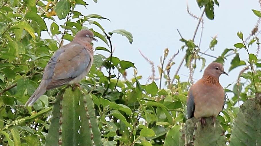 Laughing Dove - ML648490188