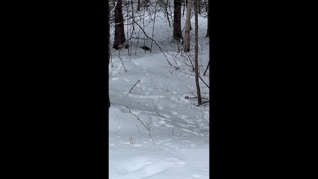 Хохлатая желна - ML648490197