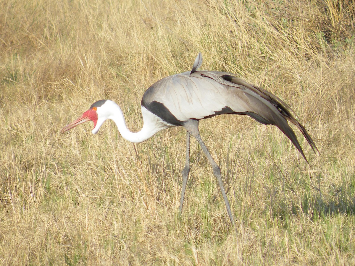 Grue caronculée - ML648490221