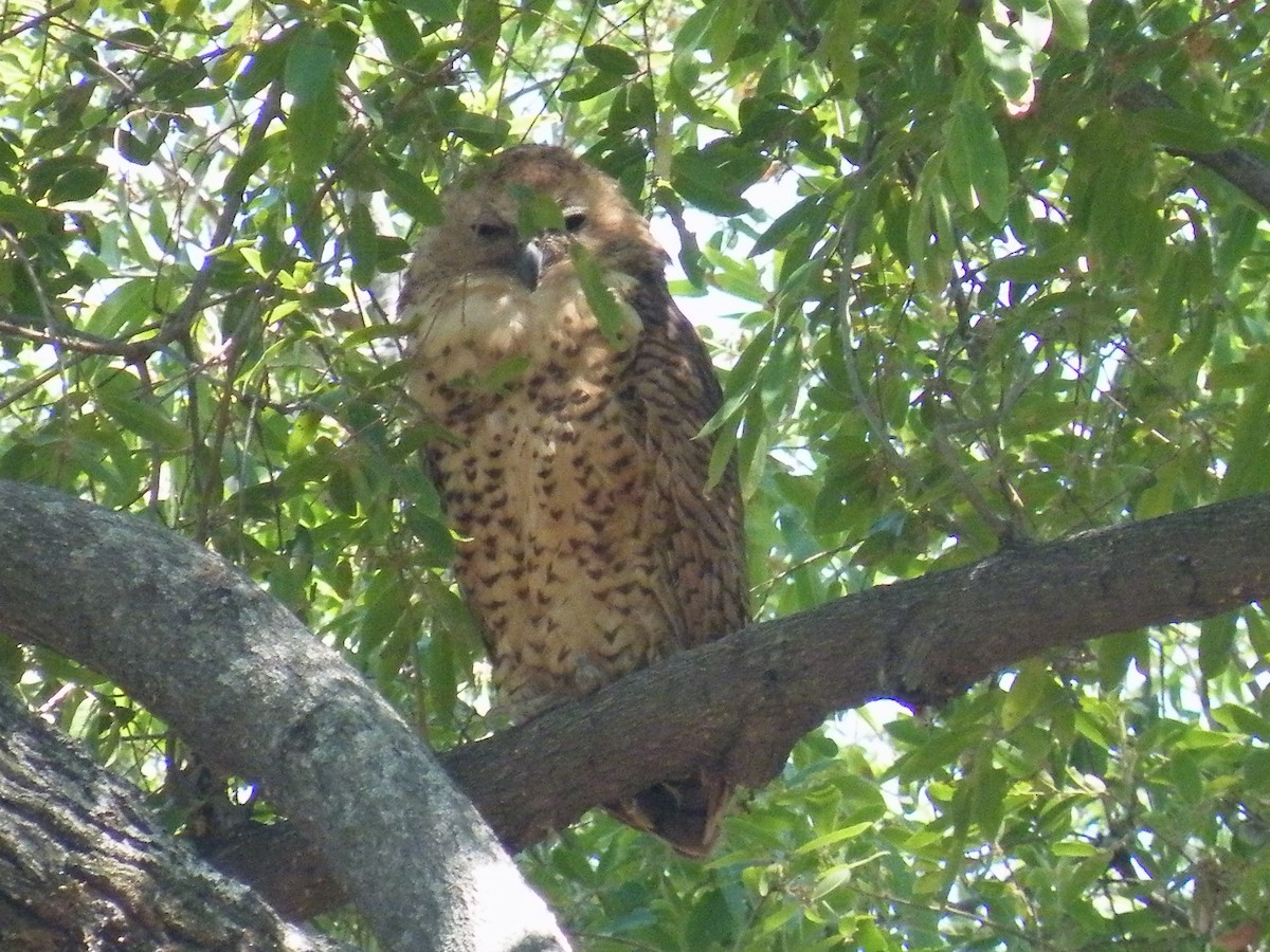 Pel's Fishing-Owl - ML648490296