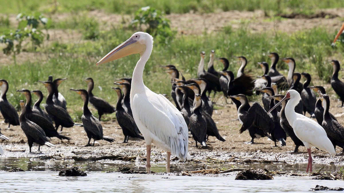 Great White Pelican - ML648490865