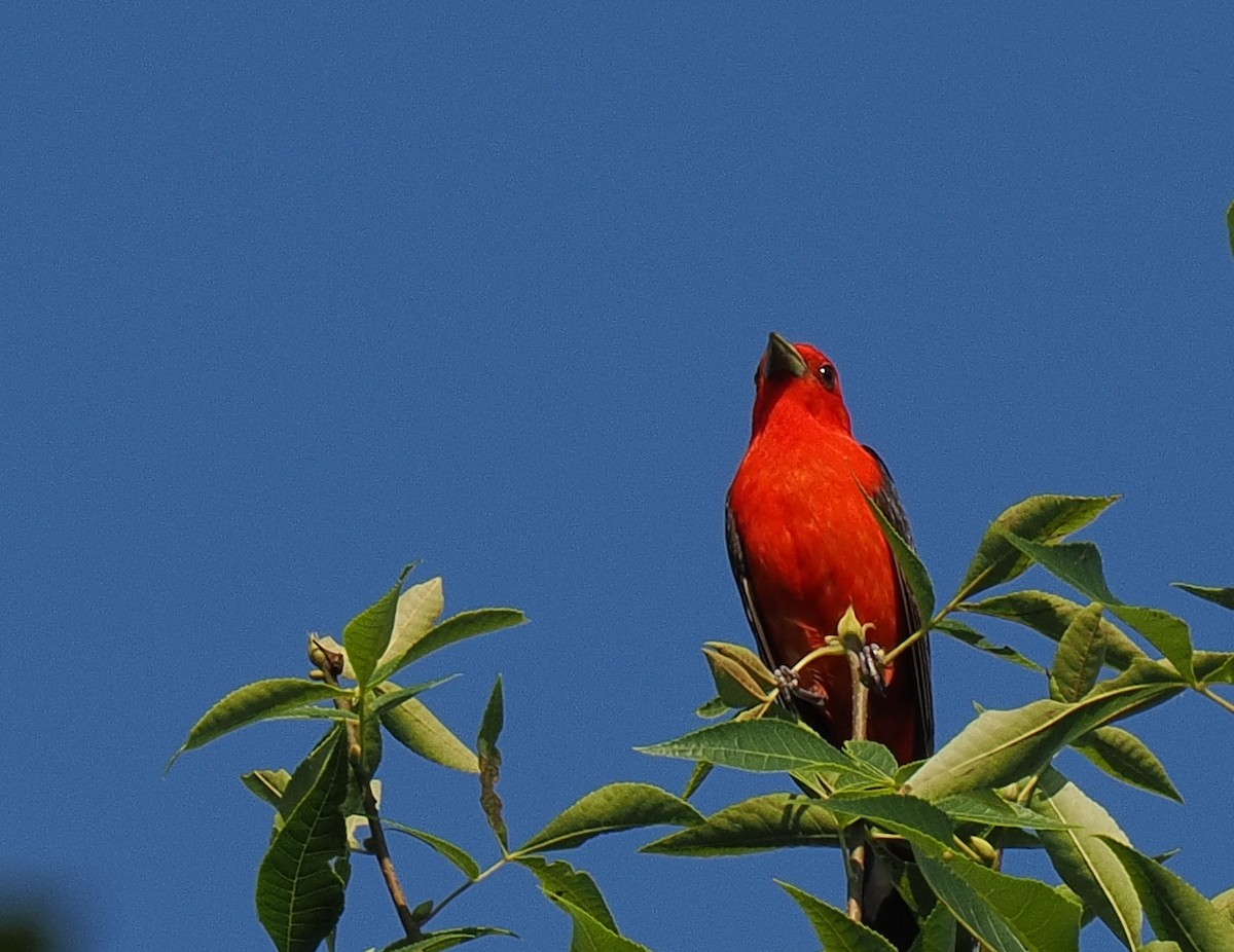 Scarlet Tanager - ML648491235