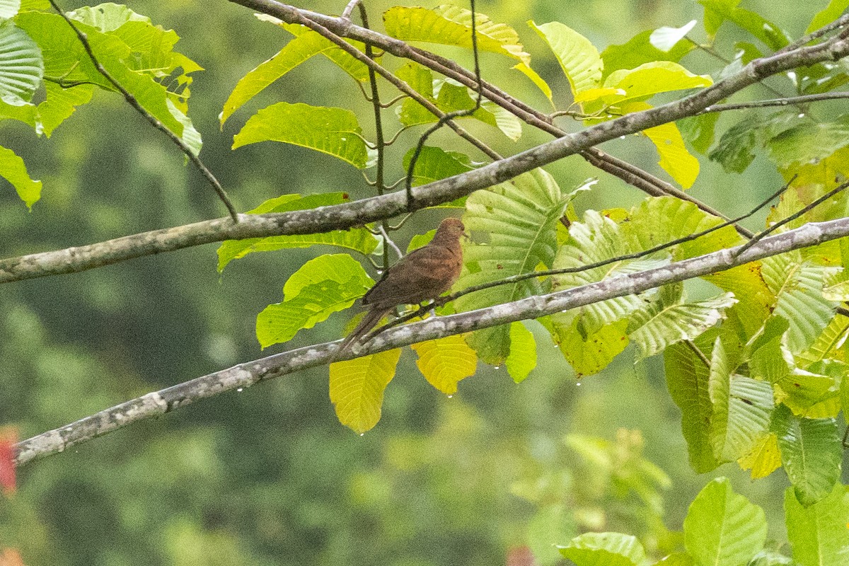 Barusan Cuckoo-Dove - ML648491259