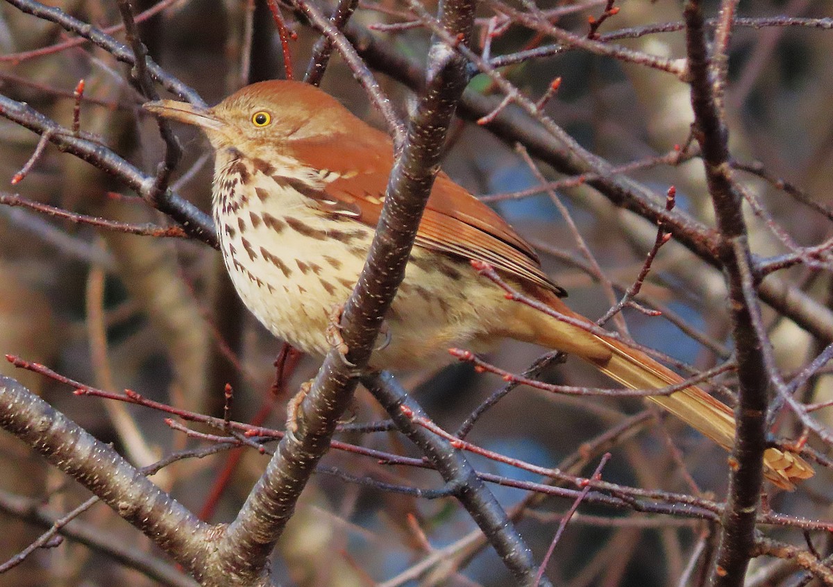 Moqueur roux - ML648491264