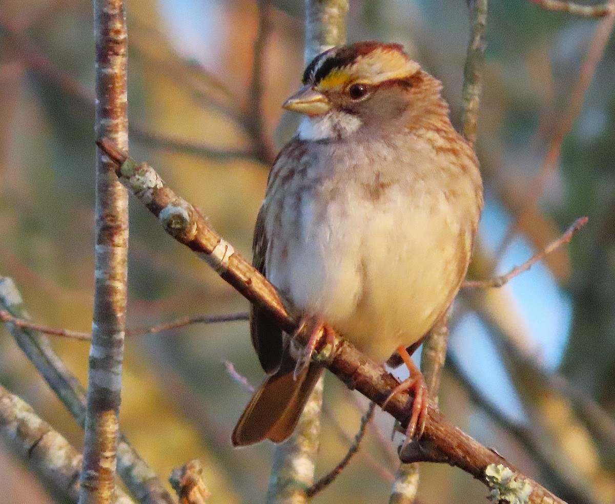 Bruant à gorge blanche - ML648491801