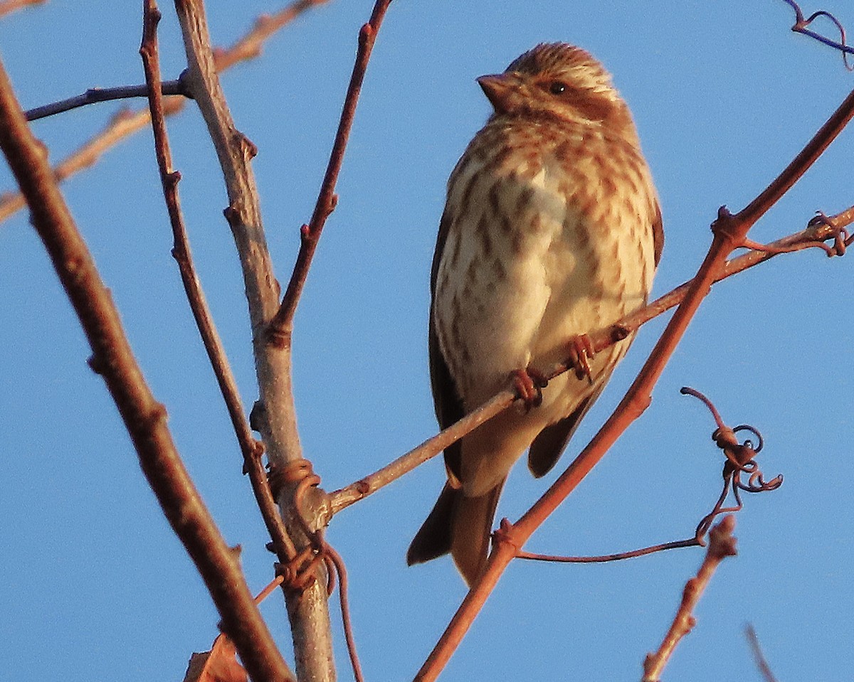 Roselin pourpré - ML648491830