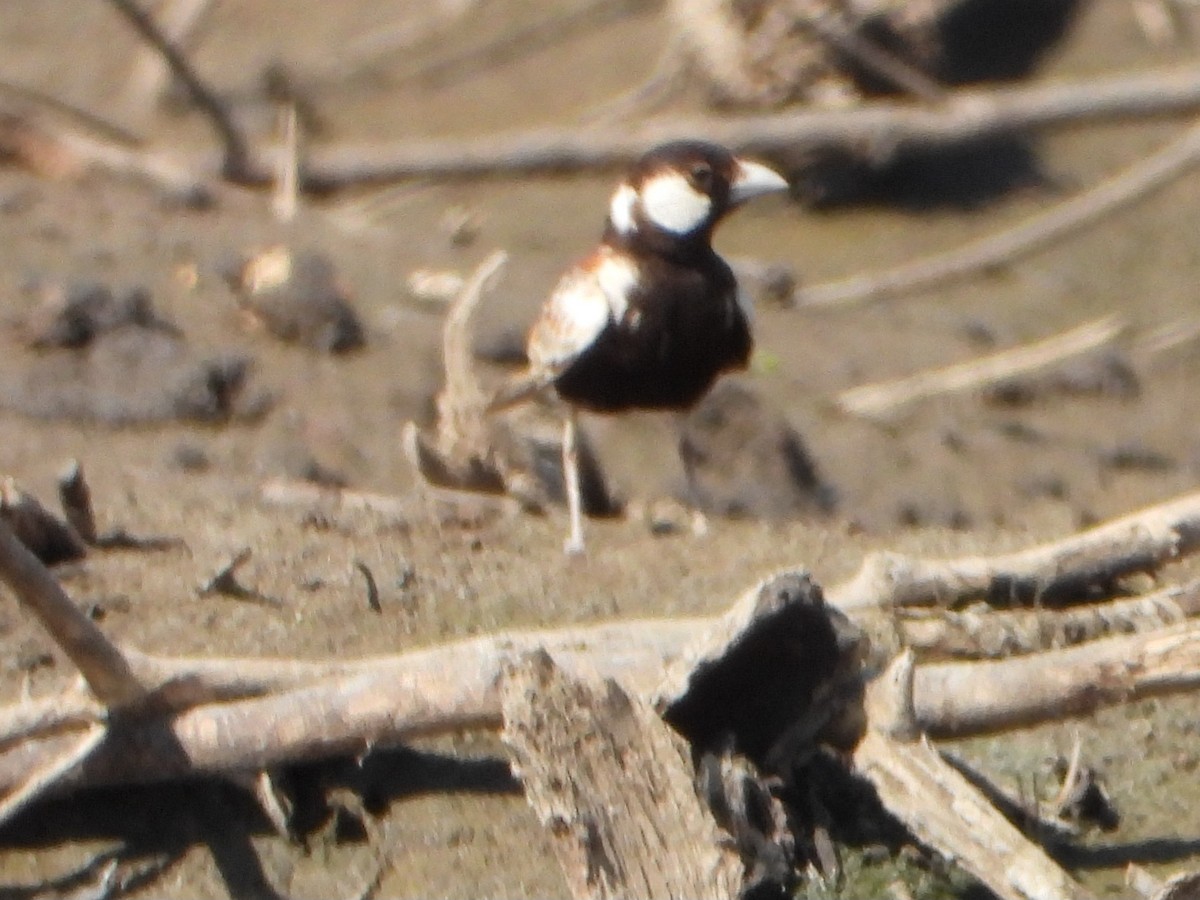 Terrera Orejiblanca - ML648491851