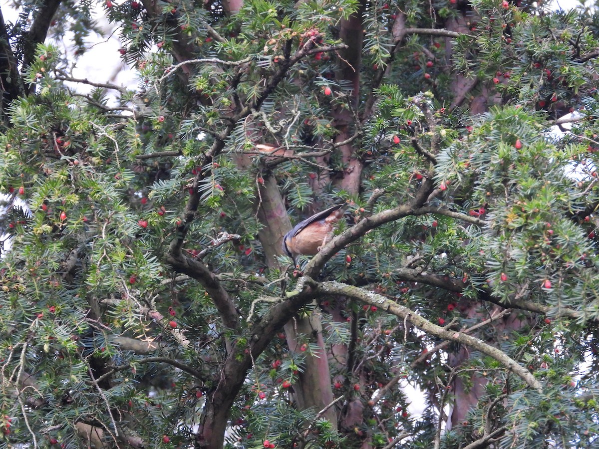 Eurasian Nuthatch (Western) - Anonymous