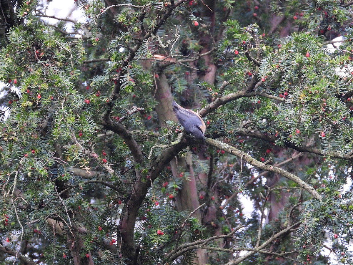 Trepador Azul (grupo europaea) - ML648492013