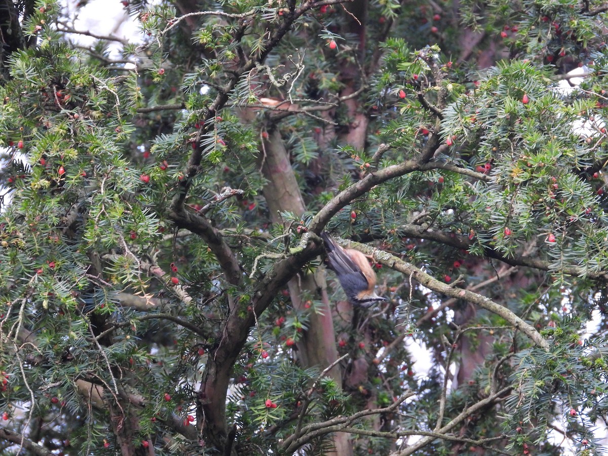 Trepador Azul (grupo europaea) - ML648492018