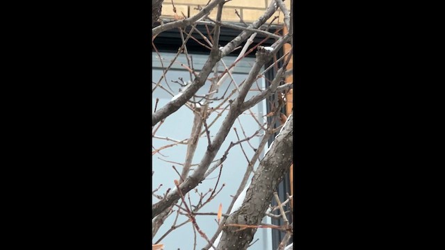 European Robin - ML648492082