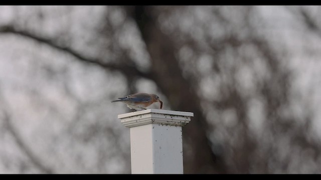 Eastern Bluebird - ML648492529