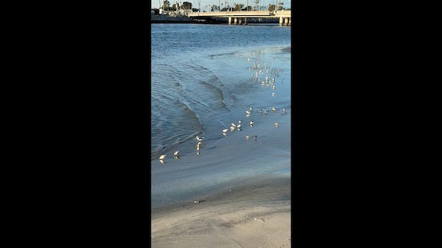 חופית לבנה - ML648493033