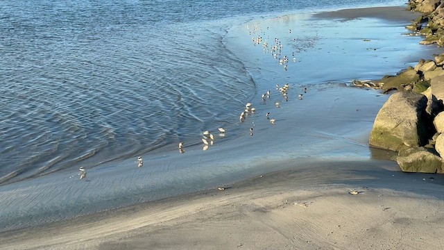 חופית לבנה - ML648493034