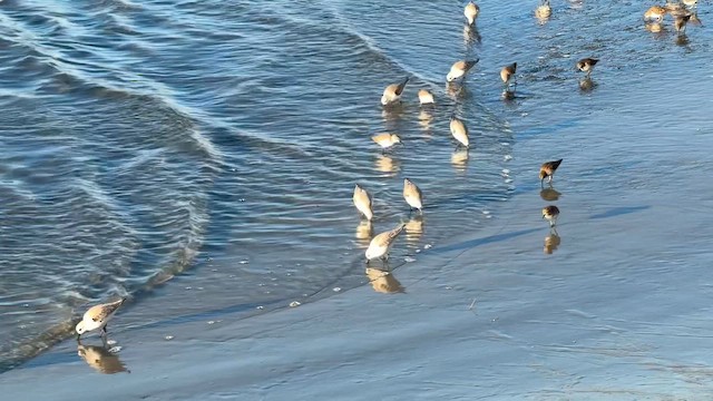 חופית לבנה - ML648493036