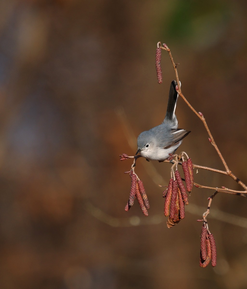 Blue-gray Gnatcatcher - ML648493471