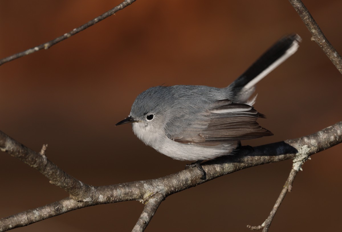 Blue-gray Gnatcatcher - ML648493473