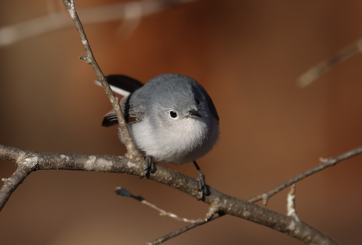Blue-gray Gnatcatcher - ML648493474