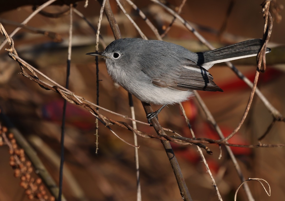 Blue-gray Gnatcatcher - ML648493475