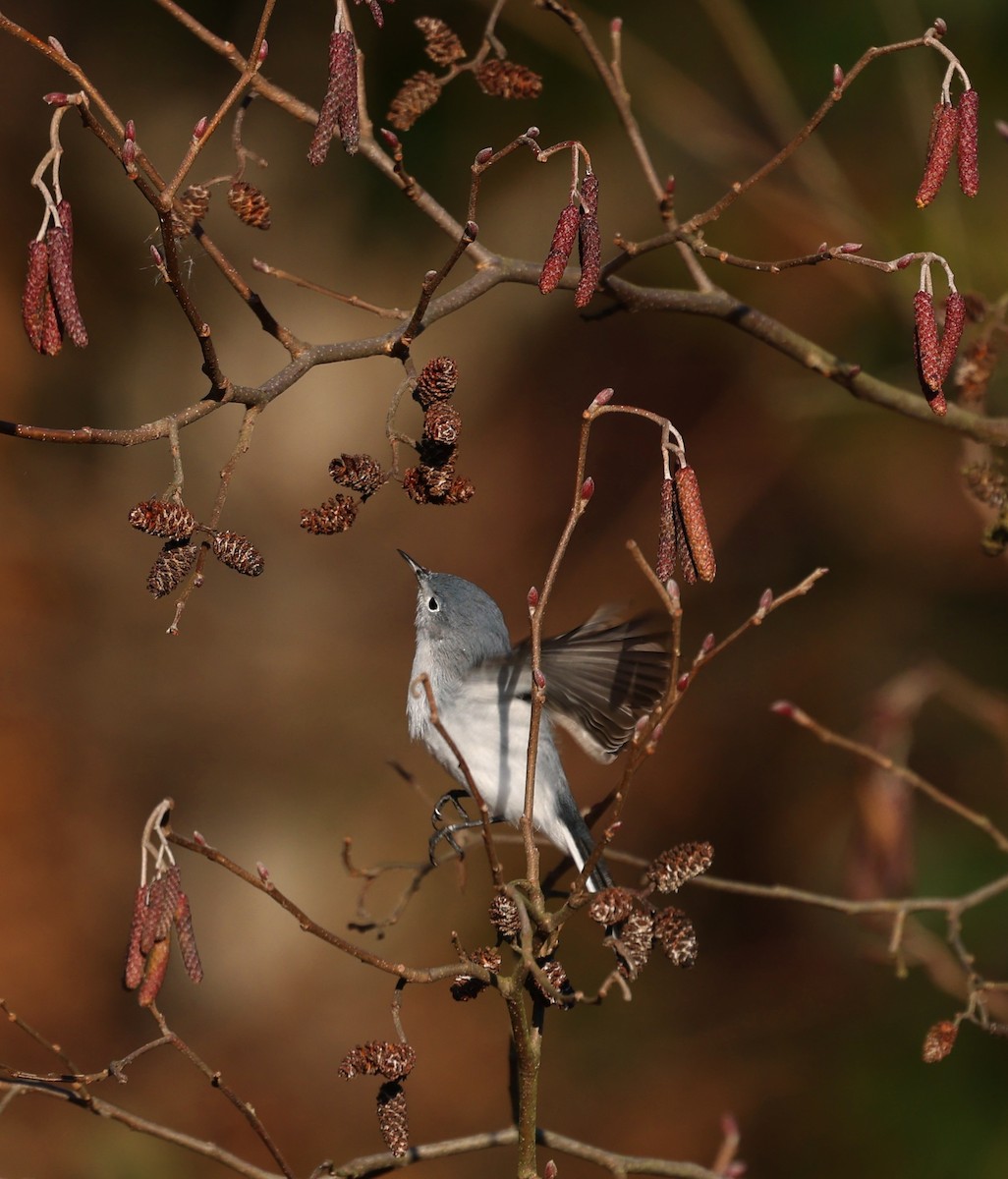 Blue-gray Gnatcatcher - ML648493476