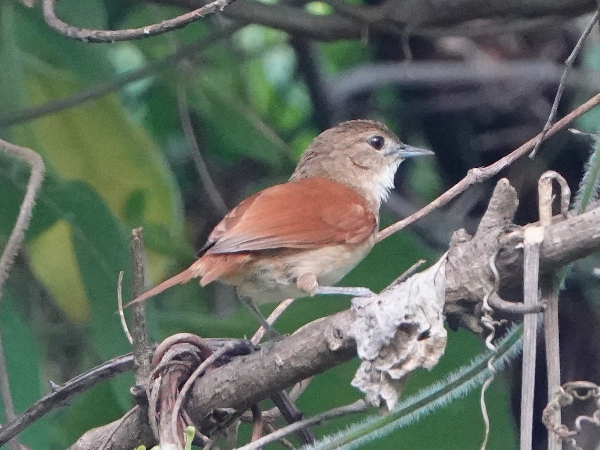 Araguaia Spinetail - ML648493508