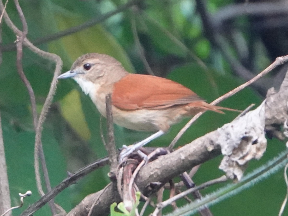 Araguaia Spinetail - ML648493509