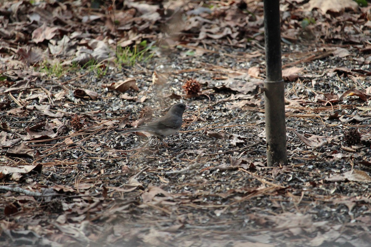 Junco Ojioscuro - ML648493647
