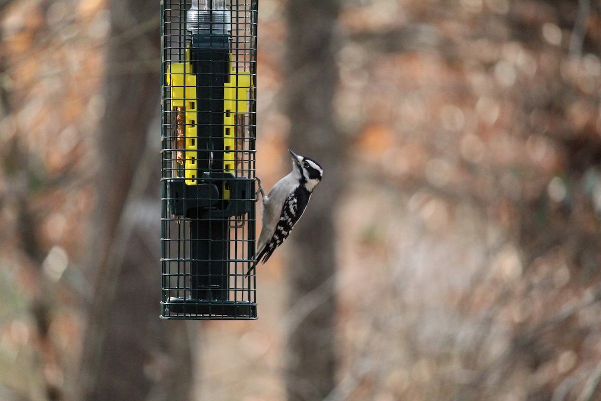 Pico Pubescente - ML648493839