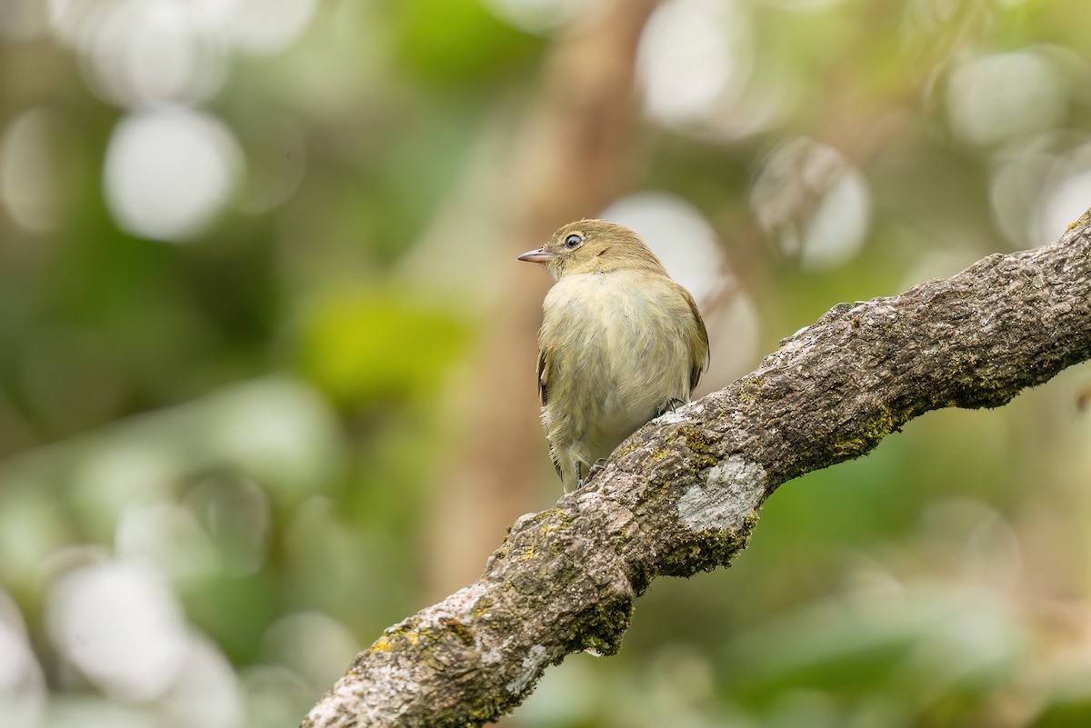 Mountain Elaenia - ML648493976