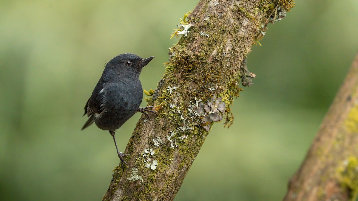 White-sided Flowerpiercer - ML648493990