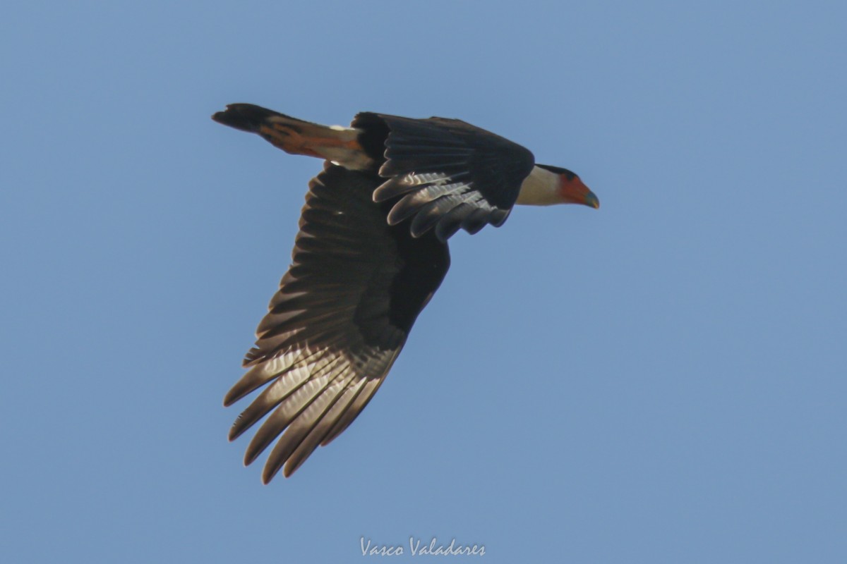 ミナミカラカラ（cheriway ） - ML648493992