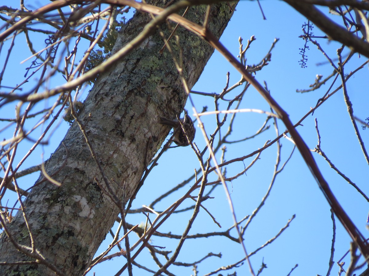 Brown Creeper - ML648494038