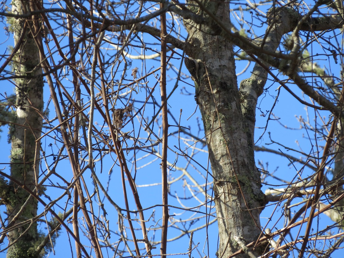Brown Creeper - ML648494039