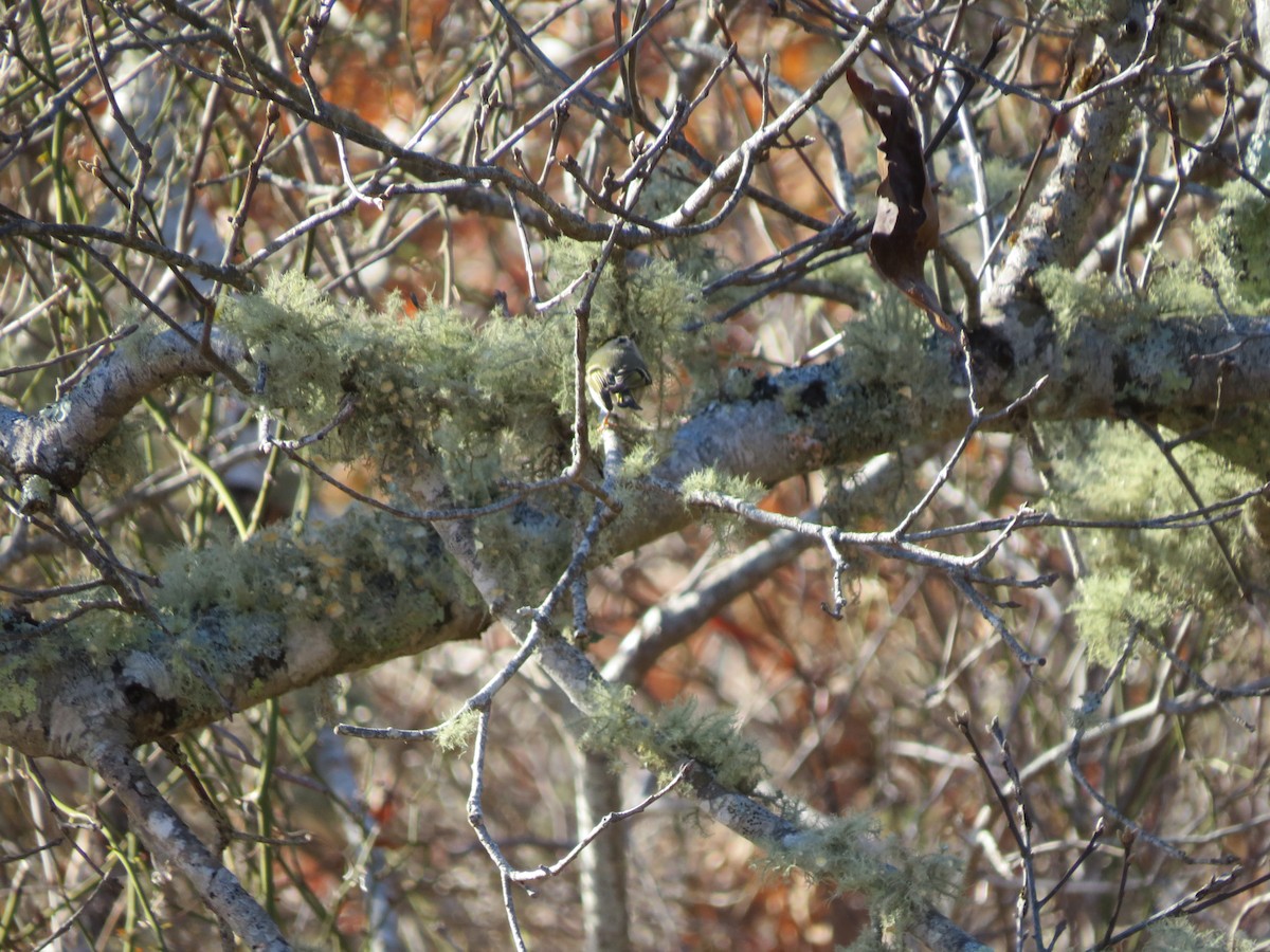Golden-crowned Kinglet - ML648494070