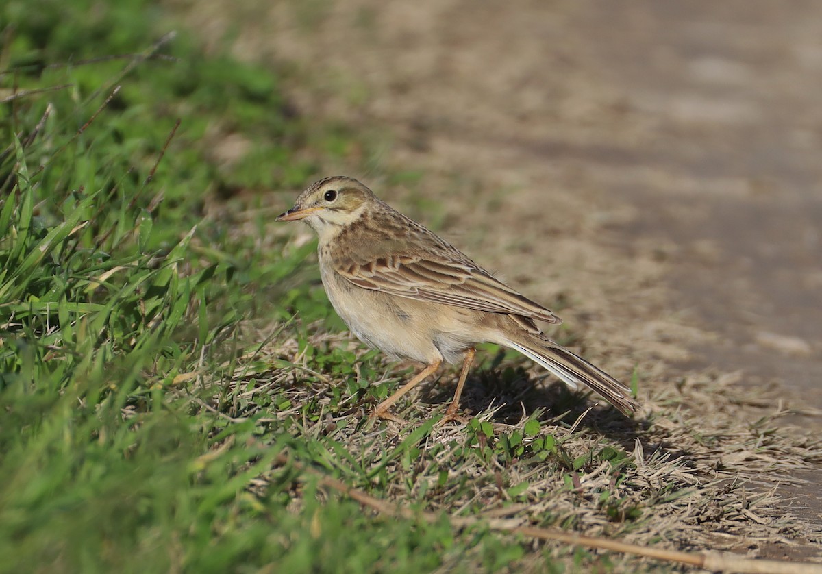 Bisbita de Richard - ML648494668