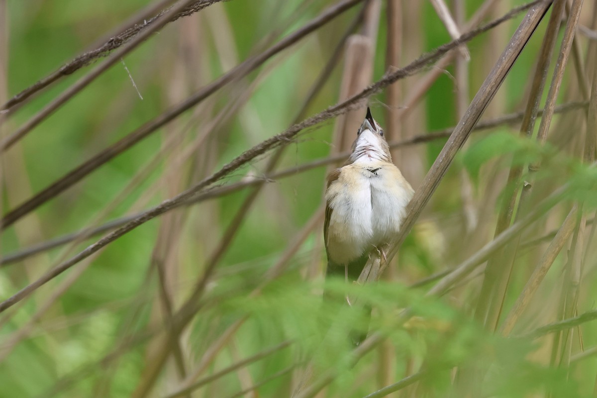 ウチワセッカ - ML648494981