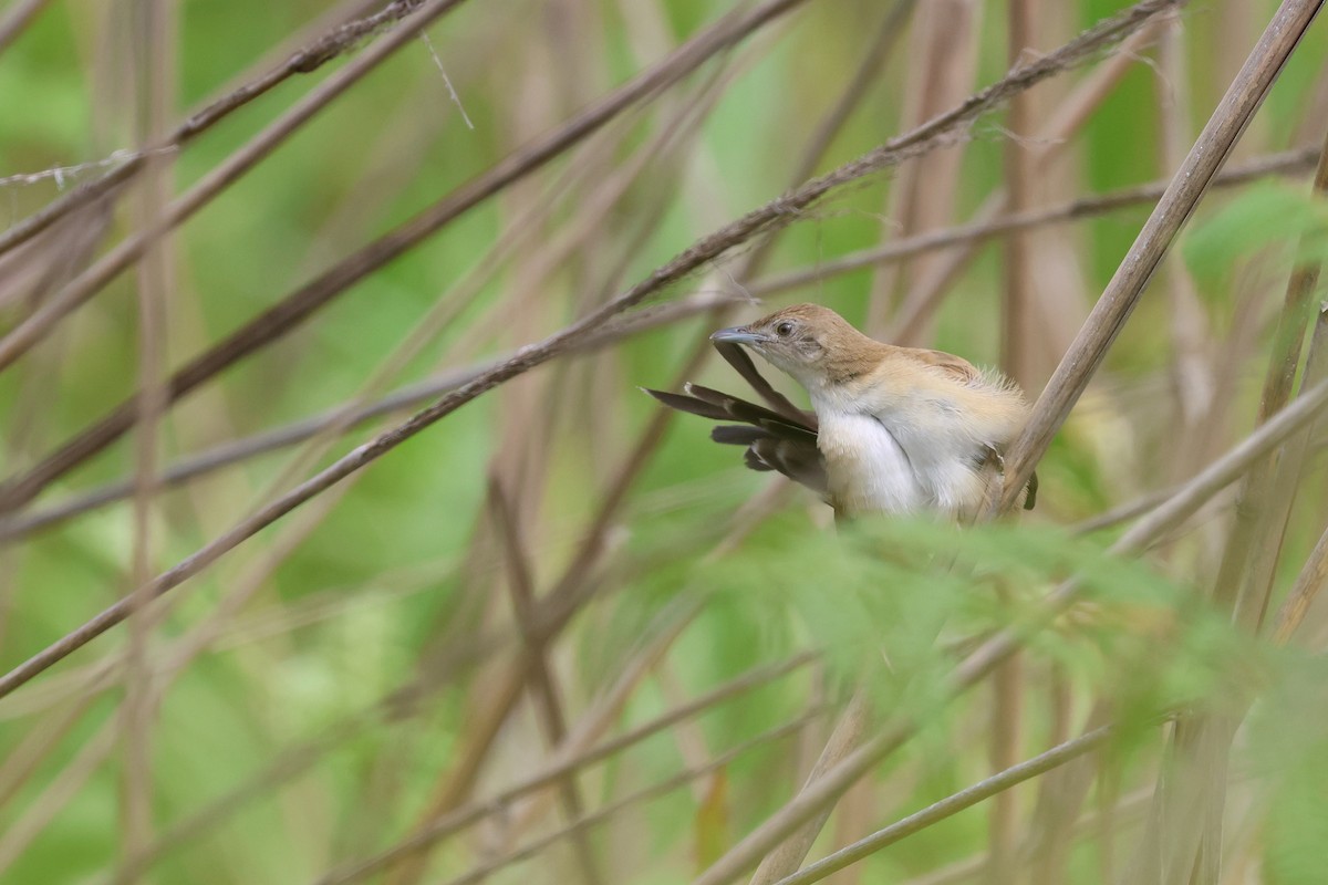 ウチワセッカ - ML648494982