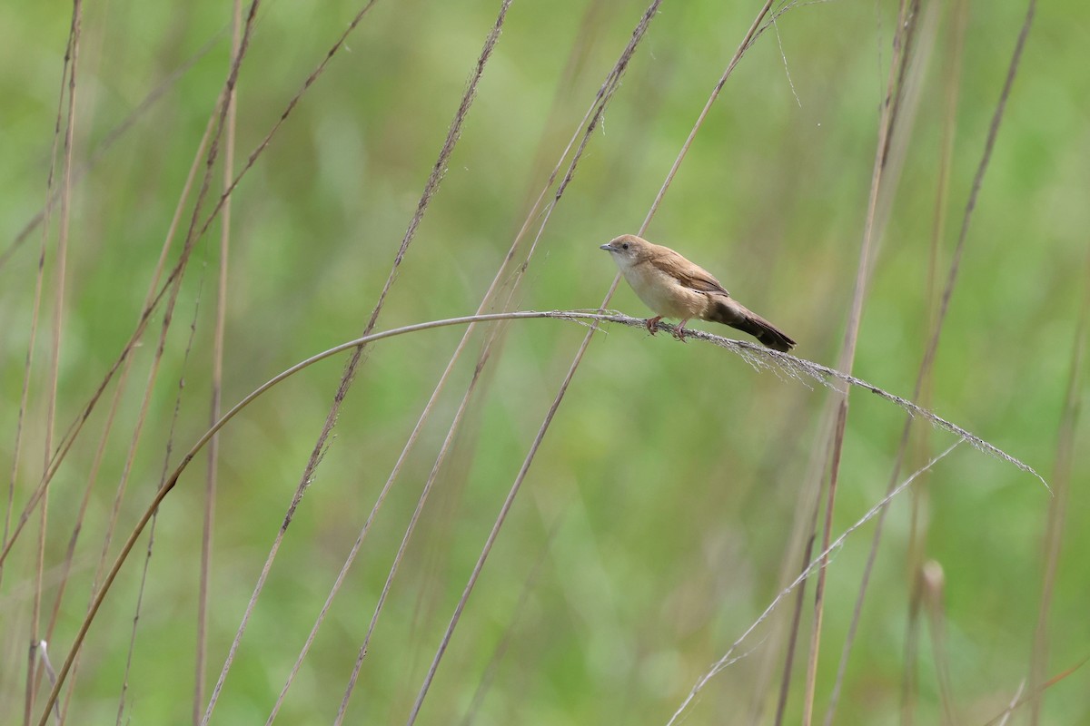 ウチワセッカ - ML648494985