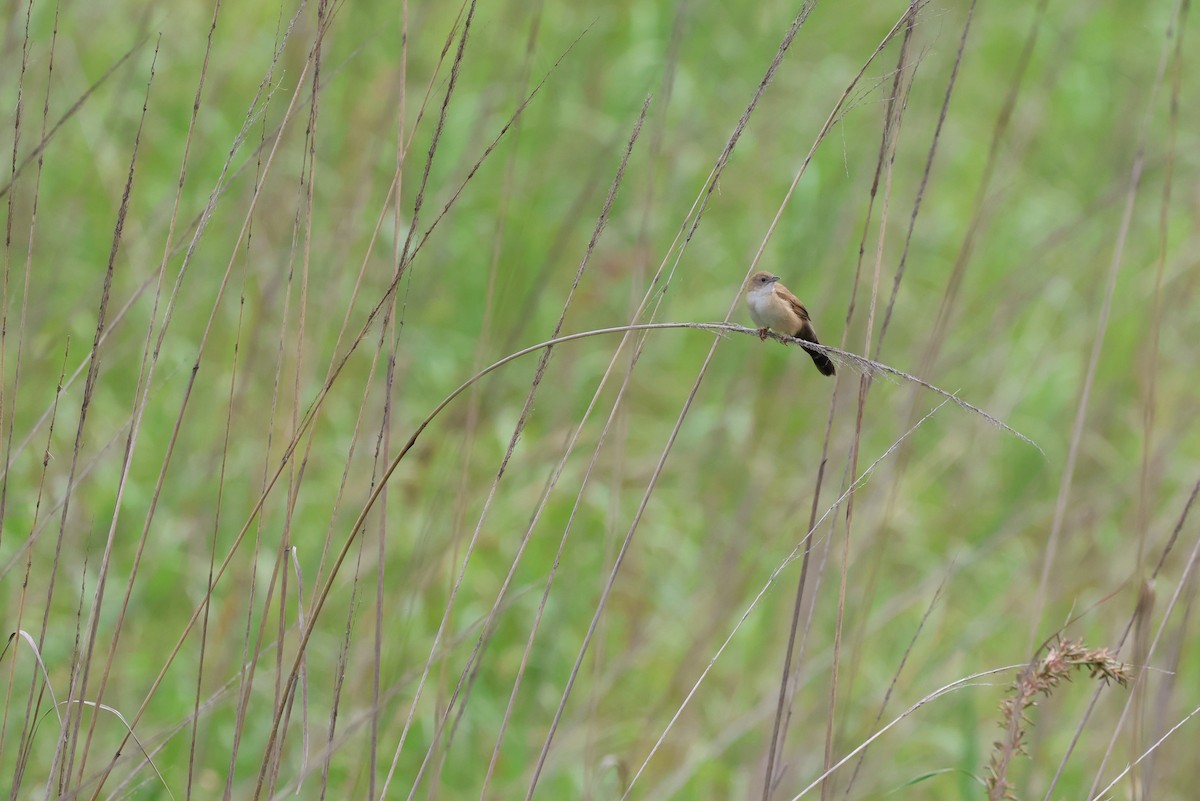 ウチワセッカ - ML648494991