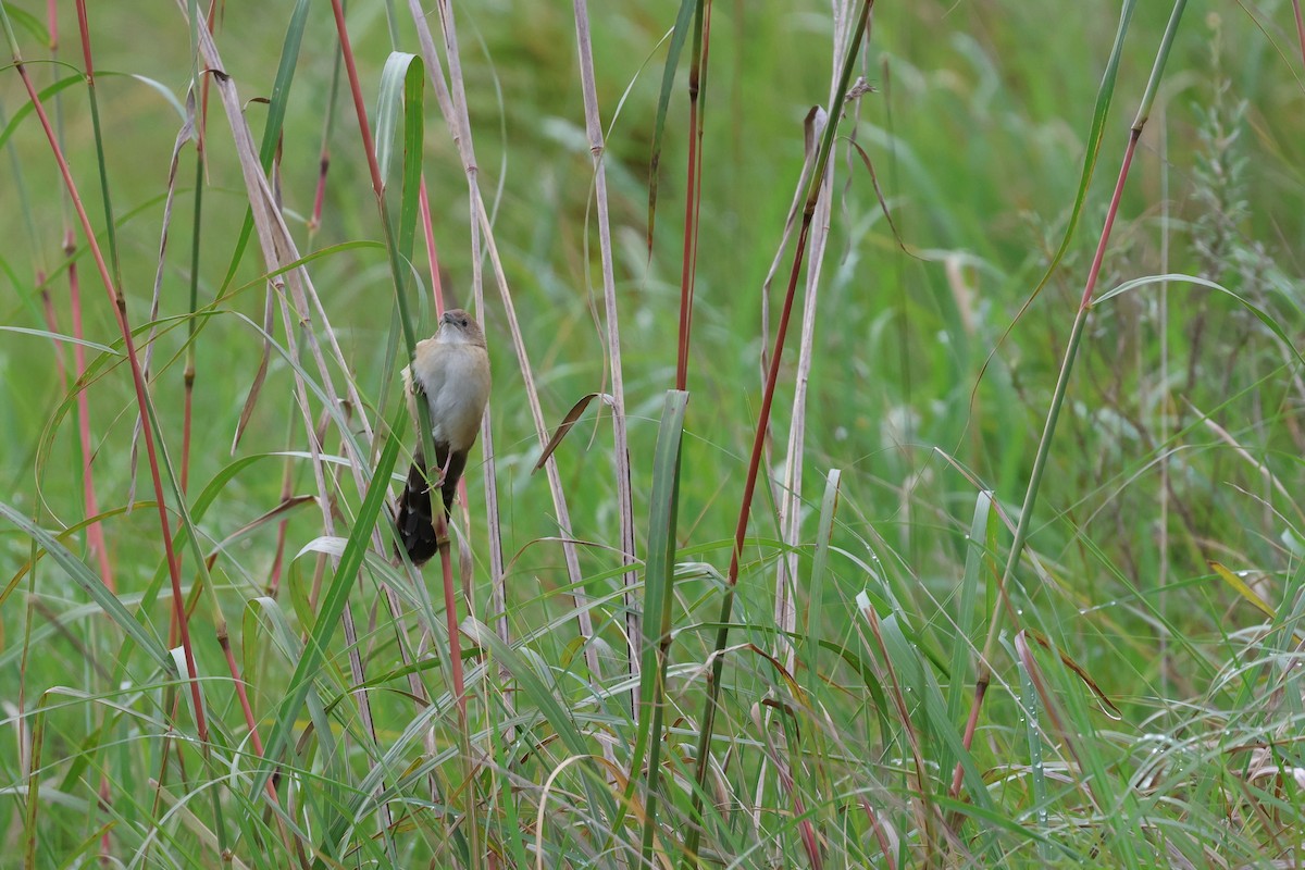 ウチワセッカ - ML648494992