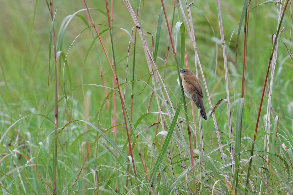 ウチワセッカ - ML648494993